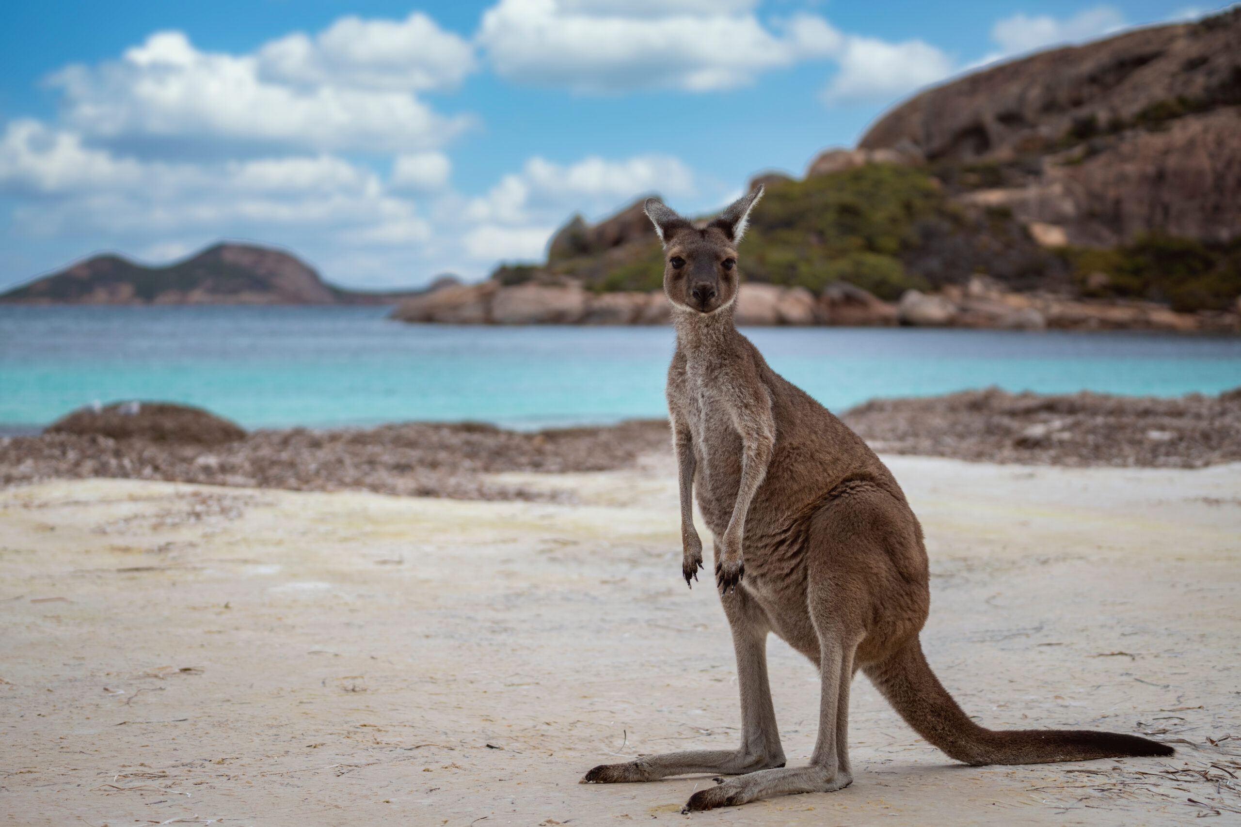 Kangaroo at Lucky Bay in the Cape Le Grand National Park near Esperance, Western Australia