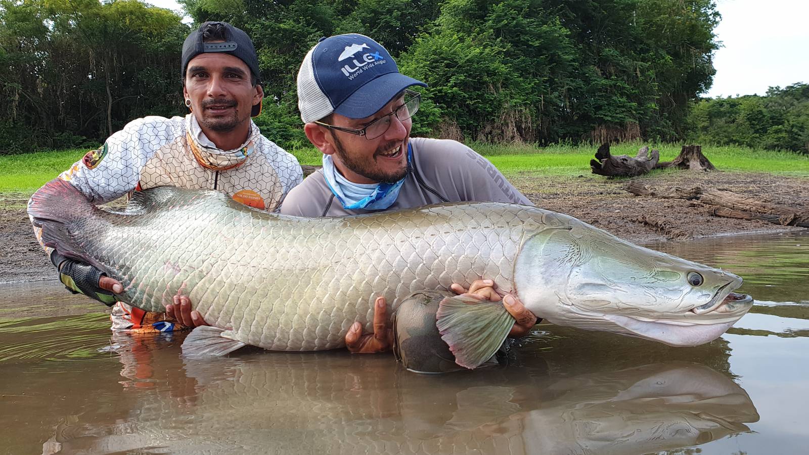 Arapaima en amazonie