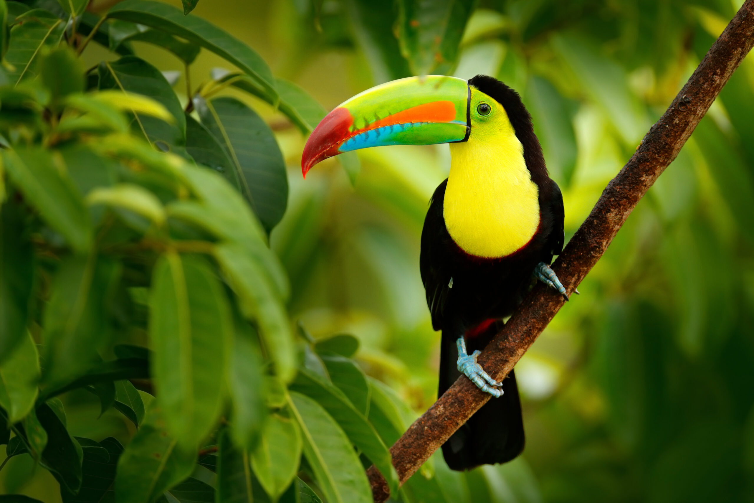 Keel-billed Toucan, Ramphastos sulfuratus, bird with big bill. T