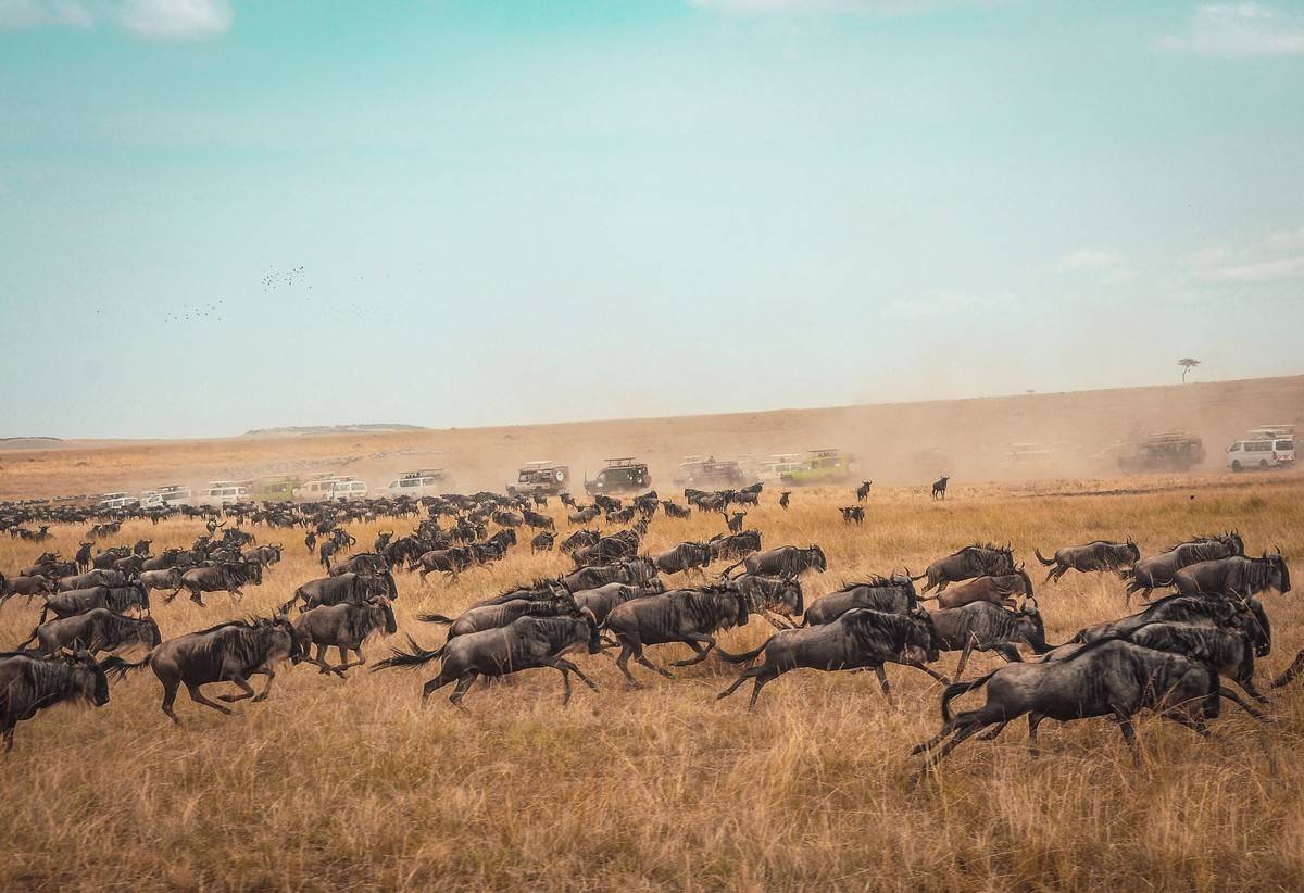 TANZANIE Safari 2