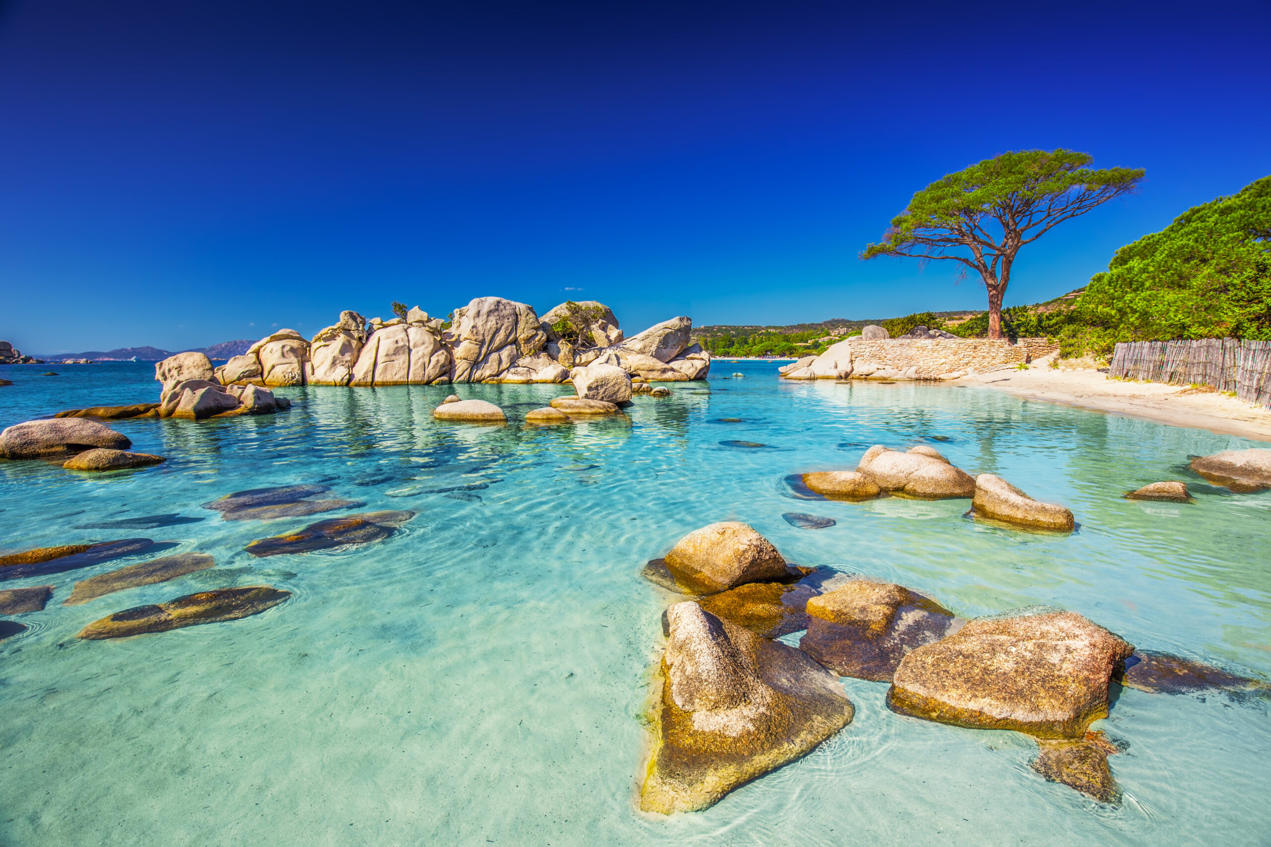 Famous pine tree on Palombaggia beach with azure clear water and sandy beach on the south part of Corsica, France