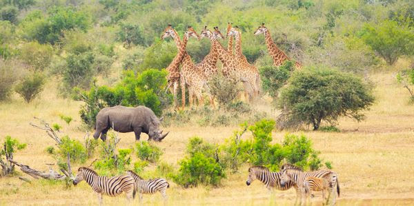 African Landscape fit for an ad commercial.  Safari animals in the savannah. Kruger National Park, South Africa.